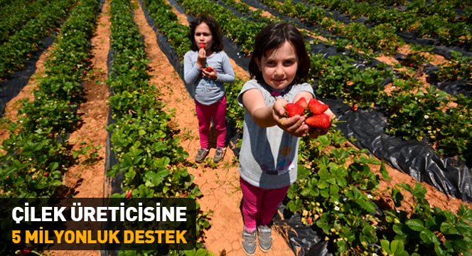 Çilek Üreticisine 5 Milyonluk Destek