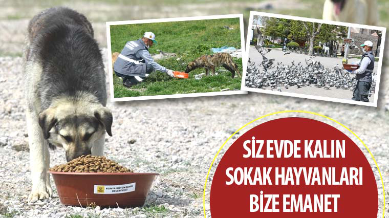 Siz Evde Kalın Sokak Hayvanları Bize Emanet