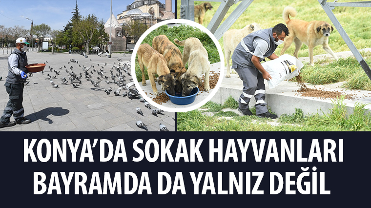 Konya’da Sokak Hayvanları Bayramda da Yalnız Değil