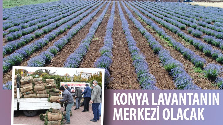 Konya Lavantanın Merkezi Olacak